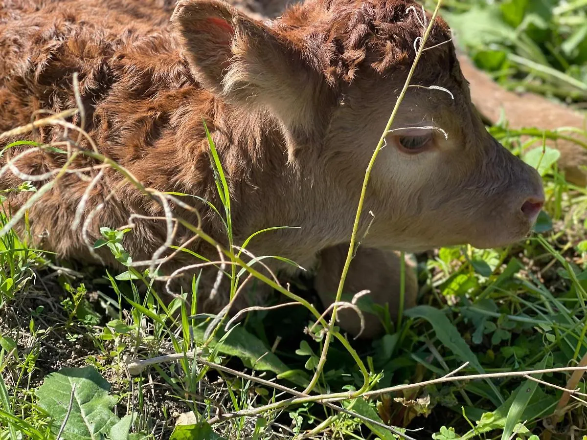 Farm stay Il Vecchio Frantoio Villa Augusta