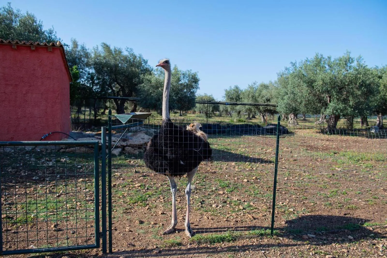 Farm stay Il Vecchio Frantoio Villa Augusta